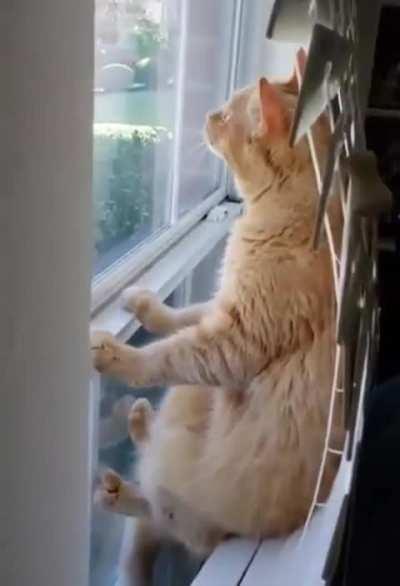 He figured out how to see over the hedge