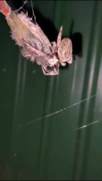 My dad lives in Australia and keeps sending me stuff like this.