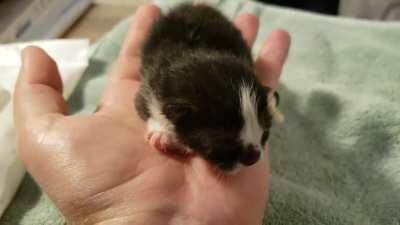 Harvey is the last of his litter, found outside my house