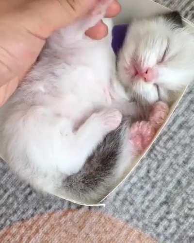 Kitten nugget