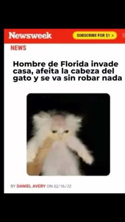 que culpa tiene el gato
