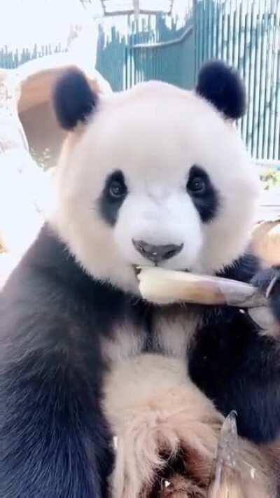 Oh you know just pandas being pandas 🐼