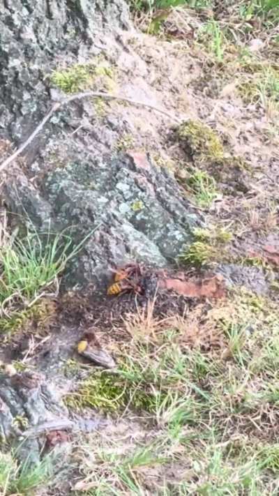 Chinese hornets in VA?