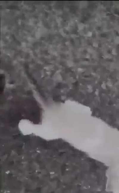 Oh great we have kitten mancers too