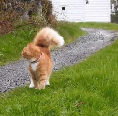 Absolute unit of a cat tail