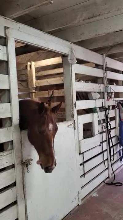 Dakota's been on stall rest for months due to injury, I think he's finally lost his mind.