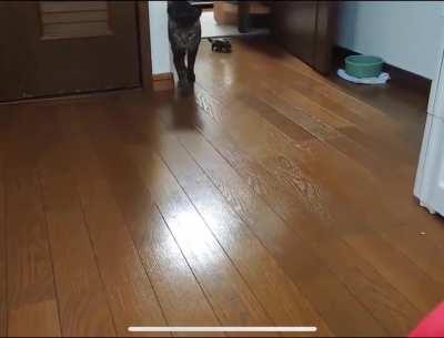 My turtle zoomies people need me