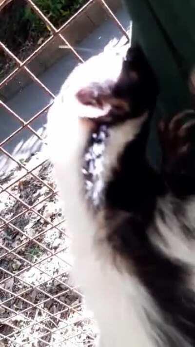 As a zookeeper, I get skunk cuddle time on a regular basis. I love it