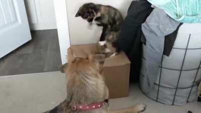 Cat emerges out of the cat dimension