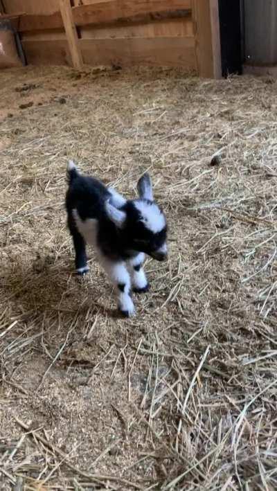 Milk Dud,sweet runt, is 9 days old !