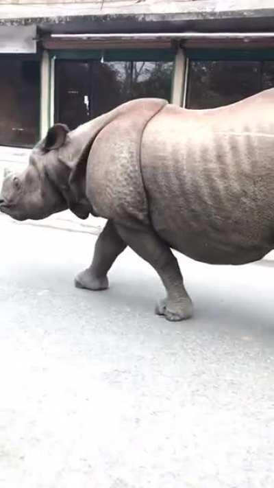 Indian rhino walking the streets in Nepal