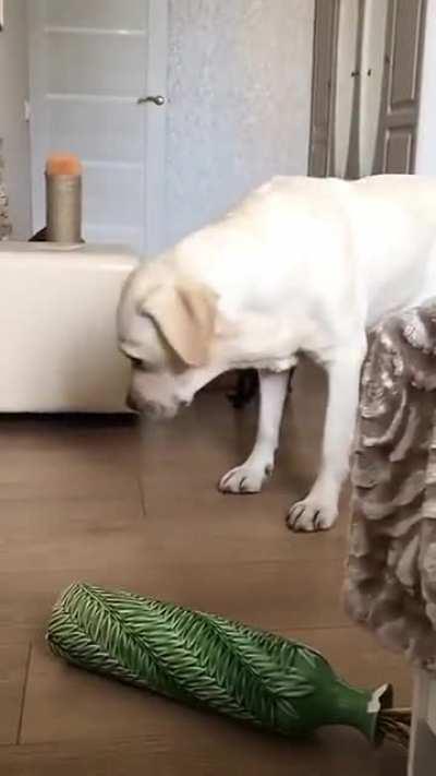 “Run! Run! The dog did it”