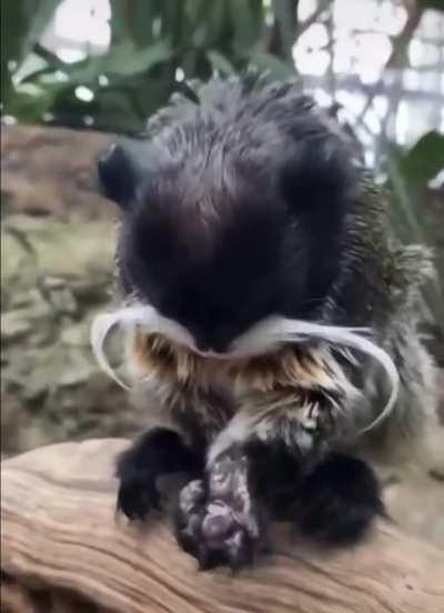 🔥 So small, but already with a mustache.The Imperial Tamarin.