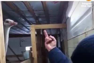 How to get through the ostrich