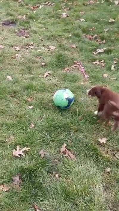 Is this his herding instinct, or just puppy shenanigans? He is only this 'agressive' with a ball, otherwise very well behaved.