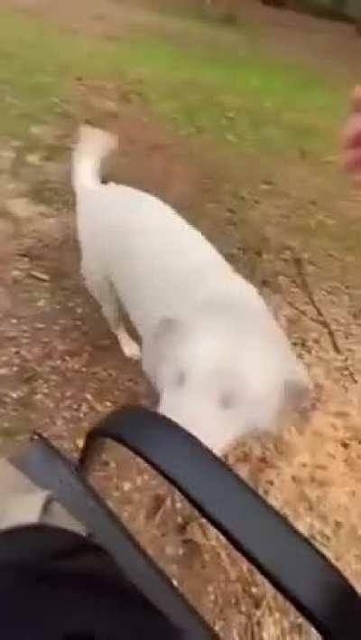 Слепая собака учуяла запах своего хозяина