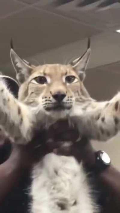 Guards show off Khajiit prisoner outside Solitude.