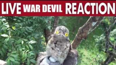 She had to leave her branch she saw the mangled corpse of a smelly femcel