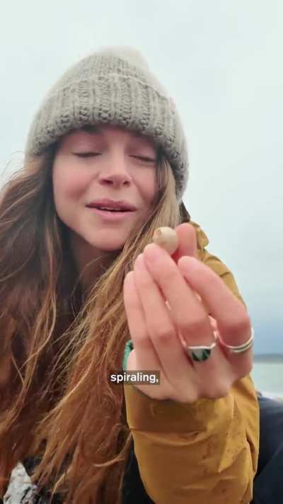 How Hermit Crabs Find Their Homes