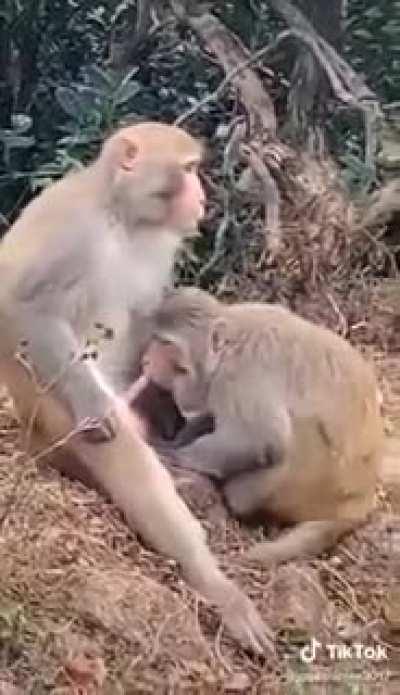 Böyle videolar yasak mı burda