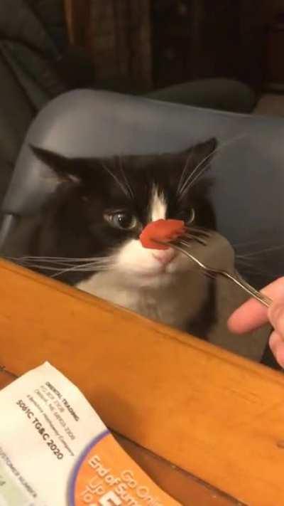 My cat gets airplane ears whenever she eats something she likes 🍉