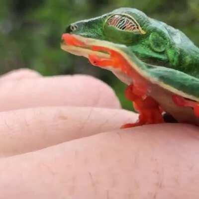 The nictitating membrane of the red-eyed tree frog