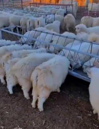 no one suspects a thing...