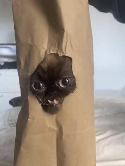 A little Yohji cat in the bag