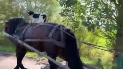 Let's go my horse, we have wasted enough time.