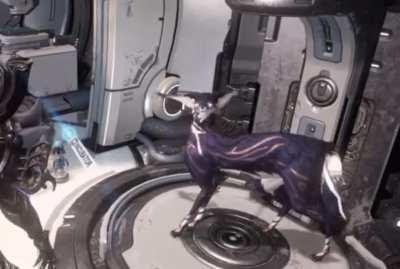Never trust a kavat