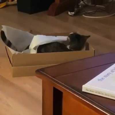 I think this cat might be seeing some ghosts.