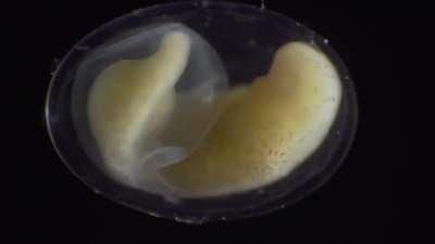 Timelapse of a salamander growing from a single cell, into a complete living organism in around three weeks
