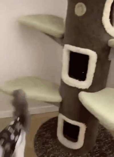 Who's the king of the jungle now?