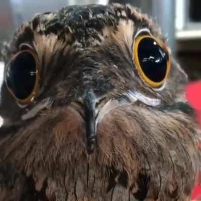 Asa's pupils dilate so much because Potoos can do that too