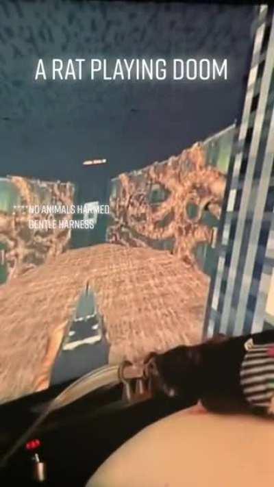 Rat playing doom