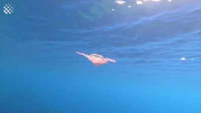 Jellyfish goes for a spin after wrapping itself around bubble ring