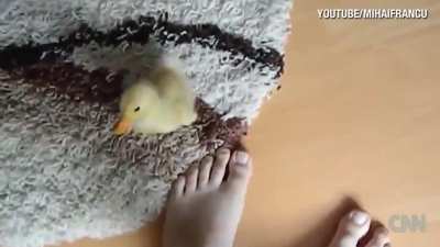 Cute baby duck being cute