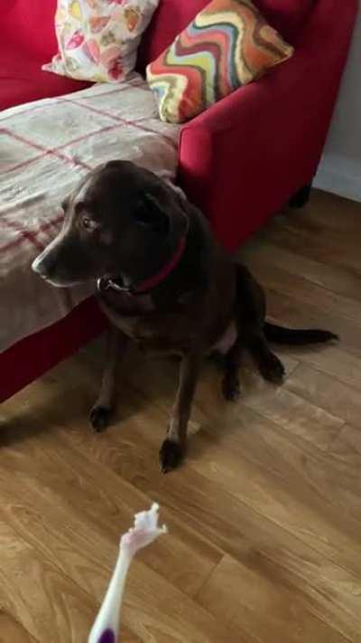 My brothers very guilty dog after going into my purse and chewing my toothbrush 😂