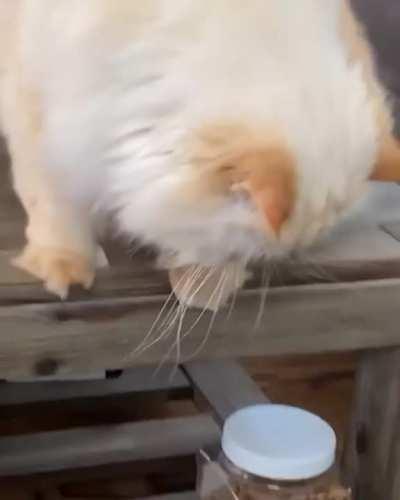 Dropping a hint to my human