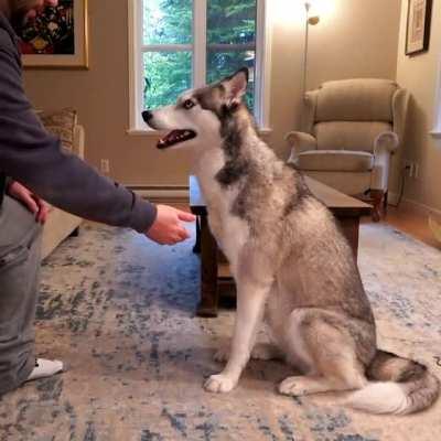 Holding My Husky's Paw For Too Long
