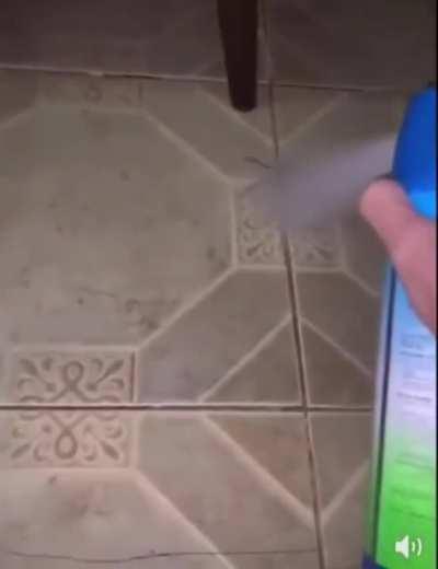 Blursed_Spiderman-NoLeavingHome