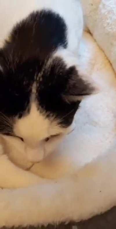 Giving Blue his mid-nap snack