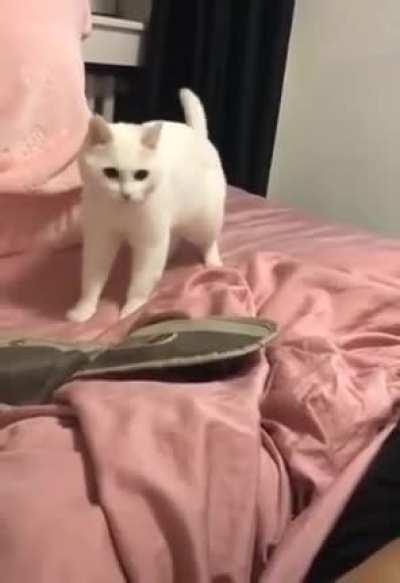 Cute beatbox startled cat