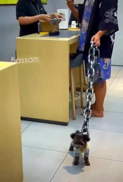 raVEnOUs DoG AlMOst bReaKs itS cHAIn As iT SiZes Up ITS pREY