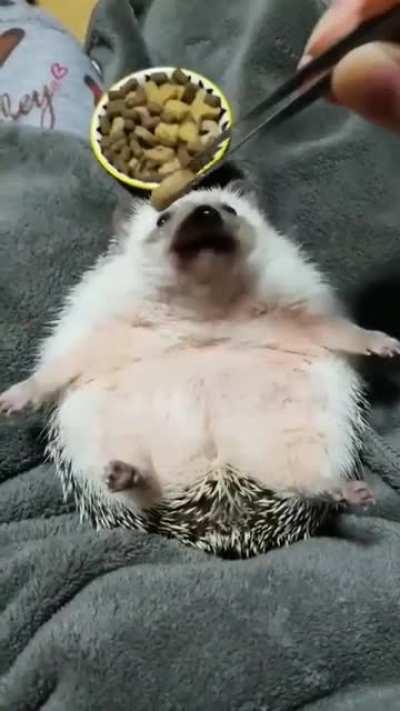 Dionysus the Hedgehog