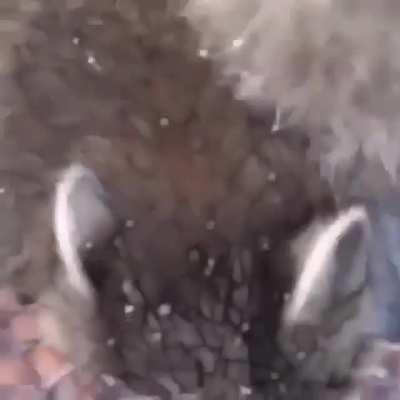 Why breath when you can eat?