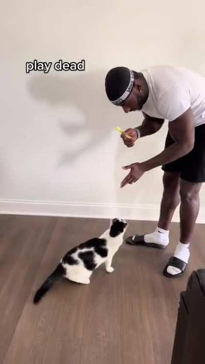 This owner managed to teach his cat some cool tricks that normally cats won't do.