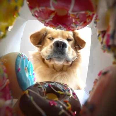 What the donuts see when you're trying to make your choice