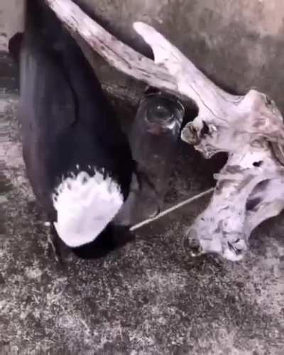 🔥 The crow is a clever bird.