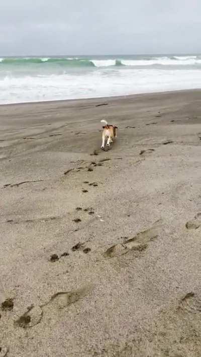 A beach day for Bruce